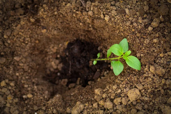 Klip Blomsterhave Havearbejde Hobby Plantning Snapdragon Frøplanter Landskabspleje Baghave Med - Stock-foto