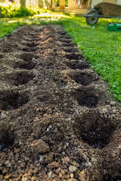 Eco Friendly Gardening Holes Soil Prepared Planting Fertilized Compressed Chicken — Stock Photo, Image