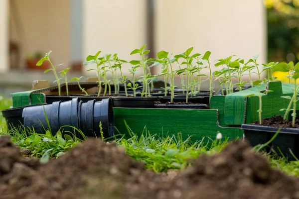 Snapdragon Seedlings Starting Cut Flower Garden Seedlings Ready Transplanted Cut — 图库照片