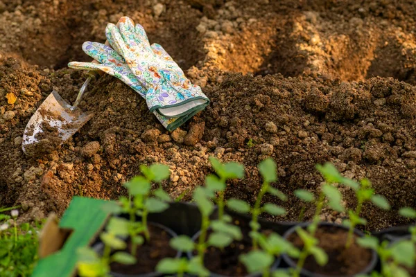 Tuinieren Bodemvoorbereiding Voor Het Planten Tuin Gaten Graven Kippellets Compost — Stockfoto
