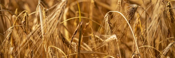 Golden wheat field. Rich harvest. Ripe wheat ears. Wheat grain banner.