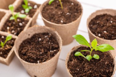 Çiçek tohumları, beyaz ahşap arka planda biyolojik olarak çözünebilir yosun kaplarında yetişiyor. Sıfır atık, geri dönüşüm, plastik serbest bahçe konsepti.