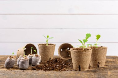 Potted flower seedlings growing in biodegradable peat moss pots. Zero waste, recycling, plastic free concept.