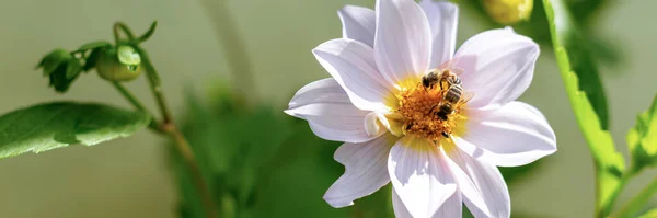 Honey bees collecting pollen from white dahlia flower. Bees pollinating garden flower banner.
