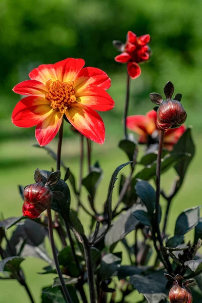 Beautiful multicolored Dahlia flower from Mystic Series with unusual dark foliage. Red and yellow Dahlia plant.