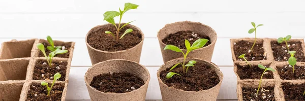 Potted flower seedlings growing in biodegradable peat moss pots on white wooden background. Zero waste, recycling, plastic free gardening concept banner.