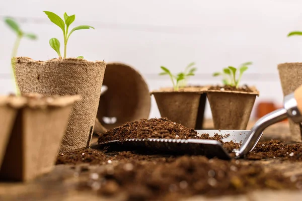 Potted flower seedlings growing in biodegradable peat moss pots. Zero waste, recycling, plastic free concept.