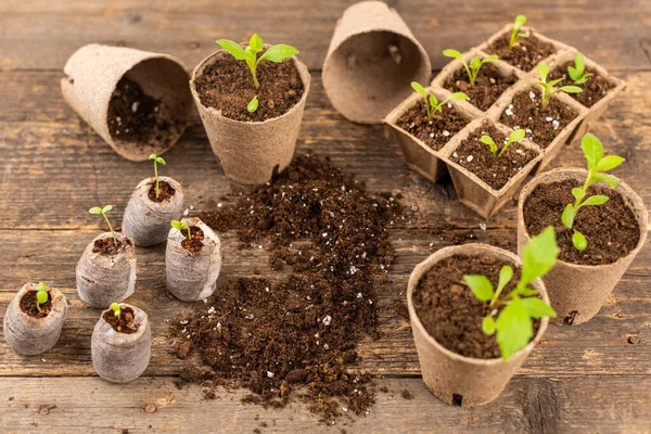 Potted flower seedlings growing in biodegradable peat moss pots. Wooden background with copy space. Zero waste, recycling, plastic free concept.
