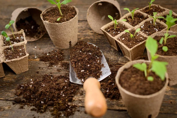 Potted flower seedlings growing in biodegradable peat moss pots. Zero waste, recycling, plastic free concept.