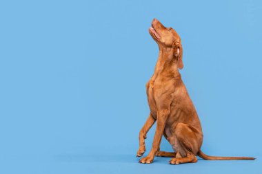 Güzel Macar Vizsla köpeği stüdyo resmi. Köpek oturuyor ve pastel mavi arka plana bakıyor. Yan görünüm köpek stüdyosu.