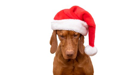 Köpek Noel Arkaplanı. Vizsla beyaz arka planda kırmızı Noel Baba 'nın stüdyo resmini giyiyor. Köpek kafasından bakıyor.. 