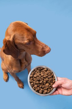 Köpek maması stüdyosu çekimi. Pastel mavi arka planda izole edilmiş köpek mamasıyla dolu bir kase. Kuru hayvan maması konsepti.