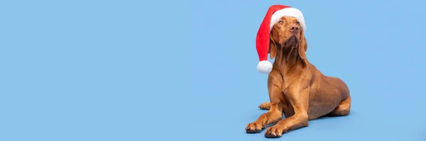犬のクリスマスの背景 Vizslaは パステルブルーの背景に赤いサンタの帽子の完全な長さのスタジオの肖像画を着て メリークリスマス — ストック写真