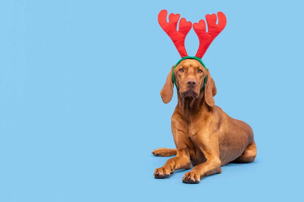 犬クリスマスバナー Vizslaは パステルブルーの背景にXmasトナカイの角の完全な長さのスタジオの肖像画を身に着けています メリークリスマス — ストック写真