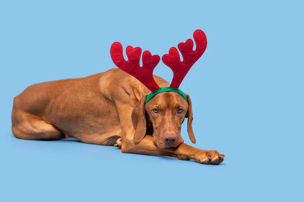 犬クリスマスバナー Vizslaは パステルブルーの背景にXmasトナカイの角の完全な長さのスタジオの肖像画を身に着けています メリークリスマス — ストック写真