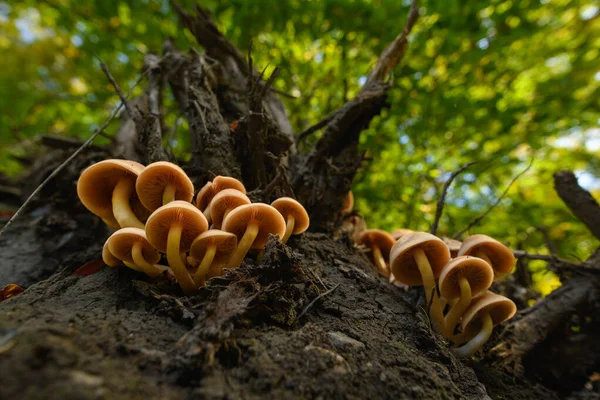 Fond Champignon Sauvage Champignons Non Comestibles Poussant Dans Leur Habitat — Photo