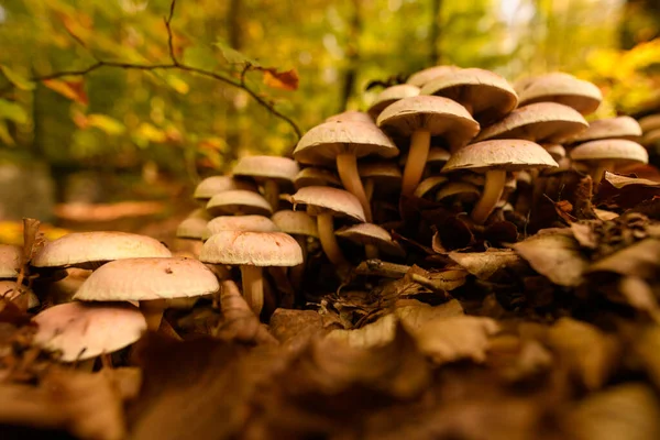 Divoké Houbové Pozadí Nejedlé Houby Rostoucí Jejich Přirozeném Lesním Prostředí — Stock fotografie