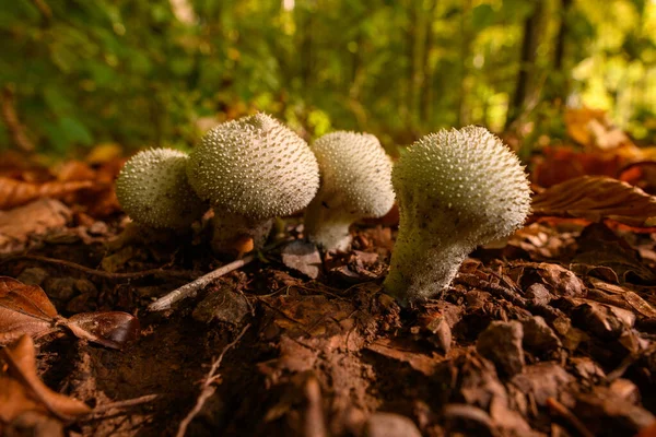 Vadgomba Háttér Természetes Erdei Élőhelyükön Szaporodó Ehetetlen Gombák Szezonális Gomba — Stock Fotó