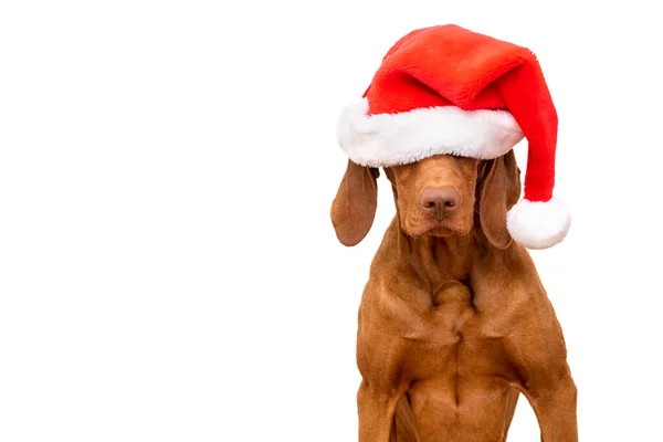 Hondenkerstachtergrond Vizsla Draagt Rode Santa Hoed Studio Portret Witte Achtergrond — Stockfoto