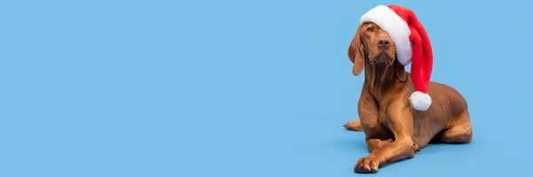 Hondenkerstachtergrond Vizsla Het Dragen Van Rode Santa Hoed Volledige Lengte — Stockfoto