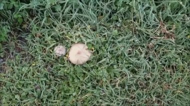 Endülüs köyünün dışında çimlerde büyüyen tek bir mantar türü var.