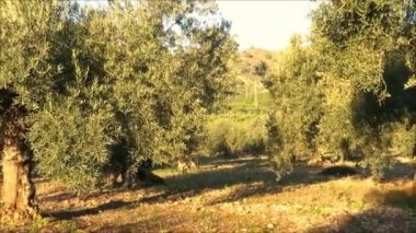 Endülüs' teki koruda eski zeytin ağaçlarında parlayan güneş, İspanya