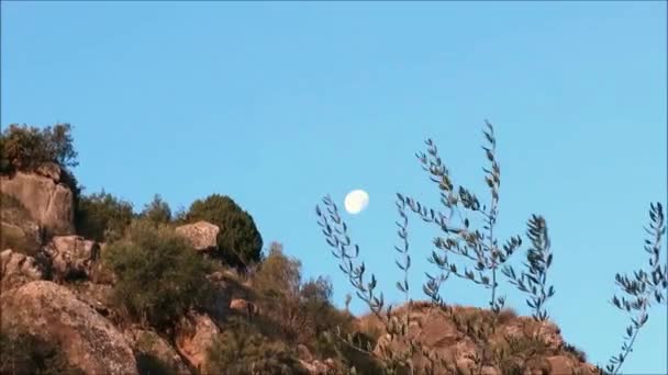 Почти Полнолуние Над Андалузскими Холмами Оливковым Деревом Дующим Ветру — стоковое видео