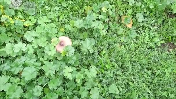 Großaufnahme Einzelner Pilze Die Grasstreifen Außerhalb Andalusischer Dörfer Wachsen — Stockvideo