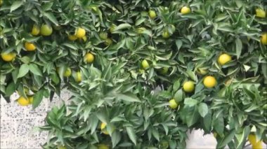 Soğuk kış güneşinde Endülüs köyü sokağında olgun portakallar.