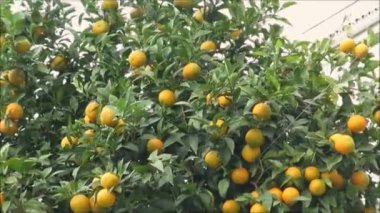 Soğuk kış güneşinde Endülüs köyü sokağında olgun portakallar.