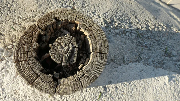 Cross Section Hollower Out Cut Large Tree Stump — Stock Photo, Image