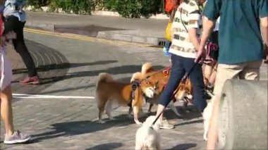 Stanley Harbor, Hong Kong - 11 Kasım 2019: 5 Japon Shiba Inu köpeği, güneşli Stanley köy meydanında tasmalı, Hong Kong adasında. Kasım ayında Hong Kong Adası 'nda köpek gezdirme.