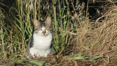  Gri ve beyaz evcil kedi Endülüs kırsalında kameraya bakıyor.
