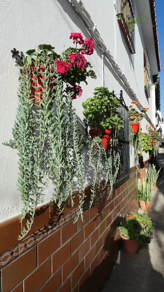 Long Trailing Tresses Arranged Flowerpots Wall Andalusian Village — Stock Fotó