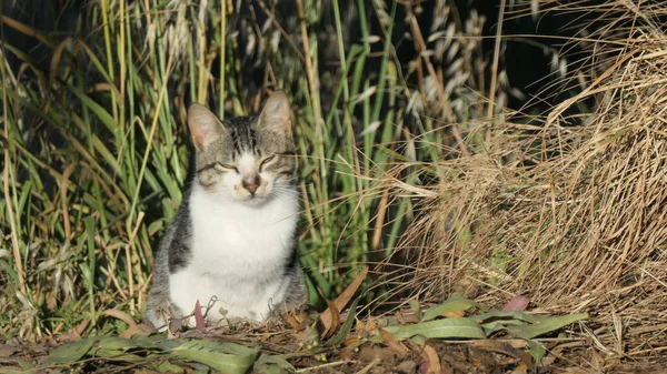  Gri ve beyaz evcil kedi Endülüs kırsalında kameraya bakıyor.