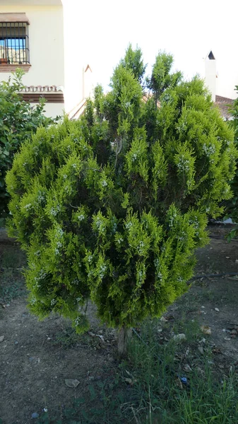 Close Van Kleine Dennenboom Struik Met Kleine Nieuwe Kegels Voortuin — Stockfoto