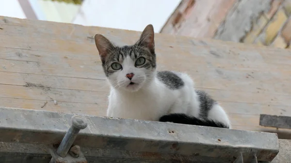 Cat Looking Photographer Shuttered Building Site Wall Andalusian Village — Stock Photo, Image