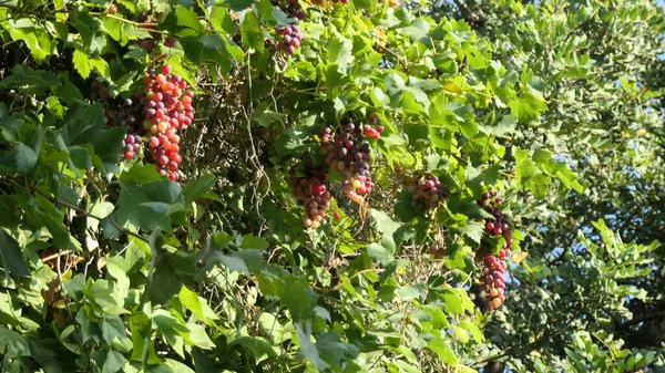 Bando Uvas Maduras Parcialmente Escondidas Folhagem Parede Íngreme Luz Sol — Fotografia de Stock