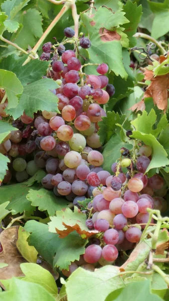 Fechar Bunch Uvas Maduras Parcialmente Escondidas Folhagem — Fotografia de Stock