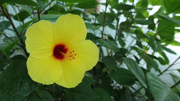 Nahaufnahme Einer Gelben Hawaiianischen Hibiskusblüte Einem Andalusischen Dorf — Stockfoto