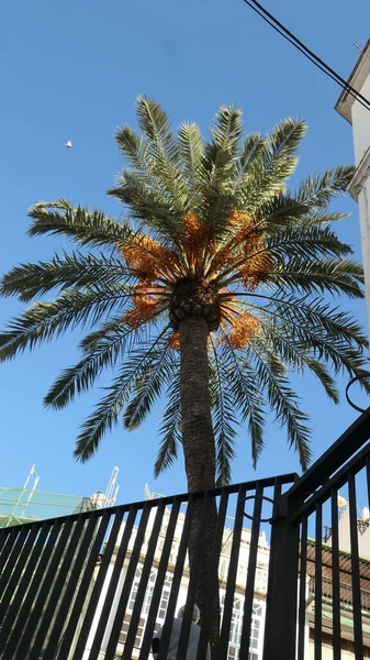 Phoenix Dactylifera También Conocida Como Palmera Datilera Que Muestra Fruta —  Fotos de Stock