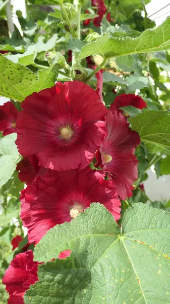 Endülüs Özel Bahçesinde Koyu Kırmızı Çiçekli Büyük Gülhatmi — Stok fotoğraf