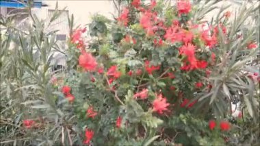 Güçlü rüzgarda kırmızı çiçekli çalılar, Endülüs köyünün güneşinde bükülüyor.