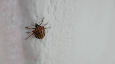Siyah çizgili, kahverengi vücutlu böcek beyaz duvara tırmanıyor.