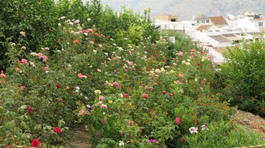 Endülüs köyünün yukarısındaki sette çok renkli güller