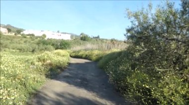 Zeytin ağacı ve vahşi papatyalar. Endülüs kırsalında, yaşlı zeytin ağacı vahşi oksgözlü papatyalarla çevrili.
