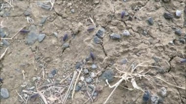 Endülüs kırsalında kuru toprak etrafında Woodlice freze