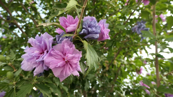 Endülüs Köyünün Bahçesindeki Büyük Ağaçta Pembe Mor Çiçekler — Stok fotoğraf