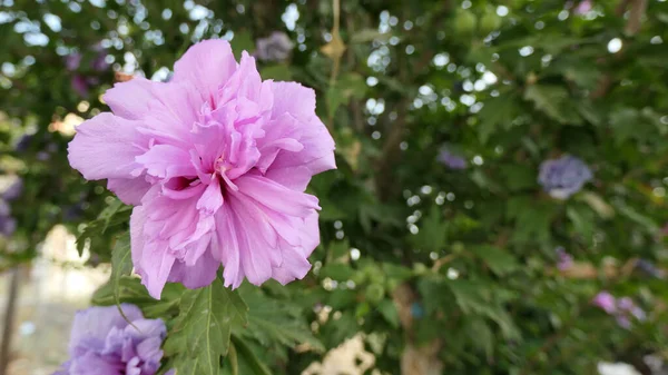 Fiori Rosa Viola Grande Albero Nel Giardino Del Villaggio Andaluso — Foto Stock