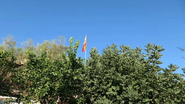 Cielo Azul Higuera Grande Con Pequeña Bandera Española Poste Delgado —  Fotos de Stock